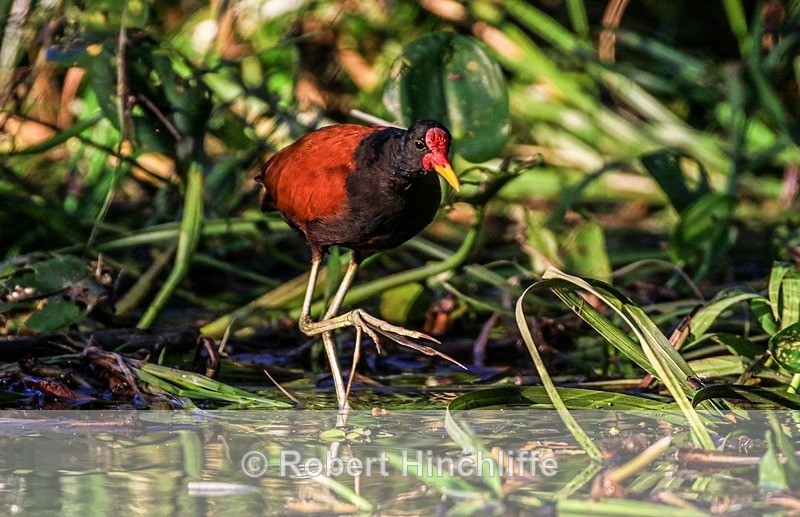 Wattled Jacana - Blank Cards