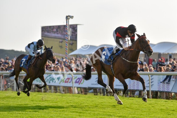 yr05092021r7-30 - Race 7 5.10pm Yorkshire Regiment Stakes