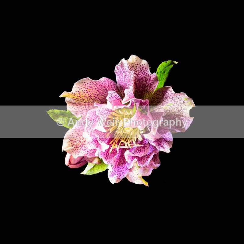 20170307-Helleborous - Plants & Flowers