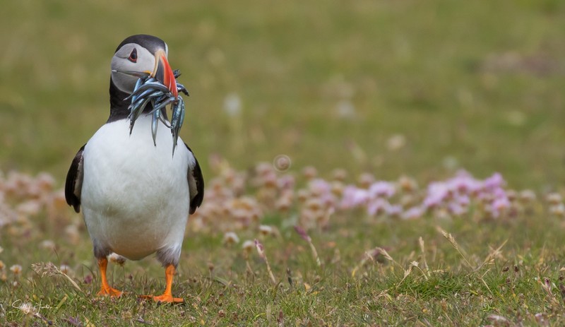 Puffen with Fish 14 - Puffins