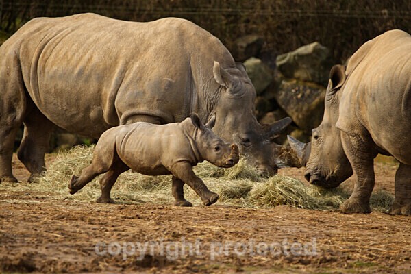 White Rhinos - Lotti, Otto and Emily - African Wildlife