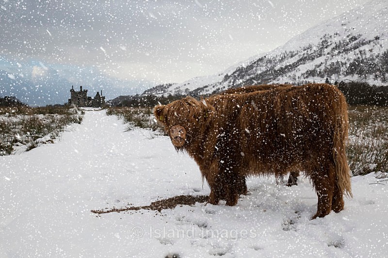 Charlie with Kilchurn Castle in the background - Highland Cows