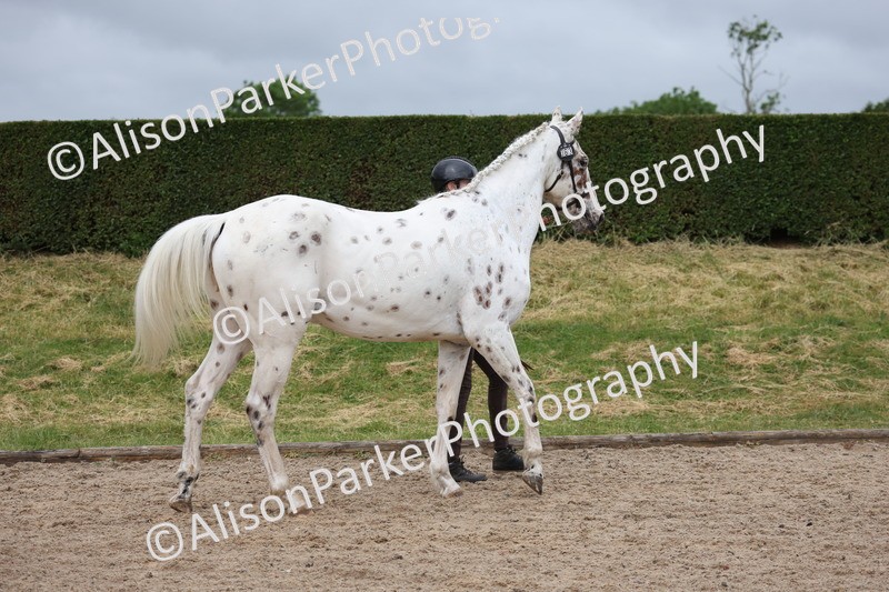 20250524-0097 - Class 2 - Youngstock