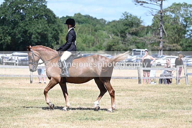 WJ7_3004 - Class 7 Riding Club Show Horse