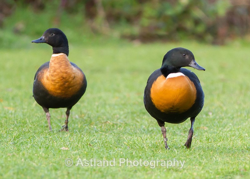 Astland Photography, Bird and Wildlife Images, Susan and Peter Wilson, U.K.