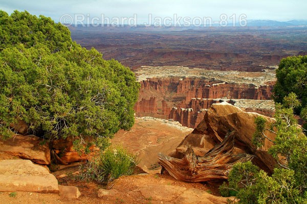 Green and Brown - Canyonlands National Park