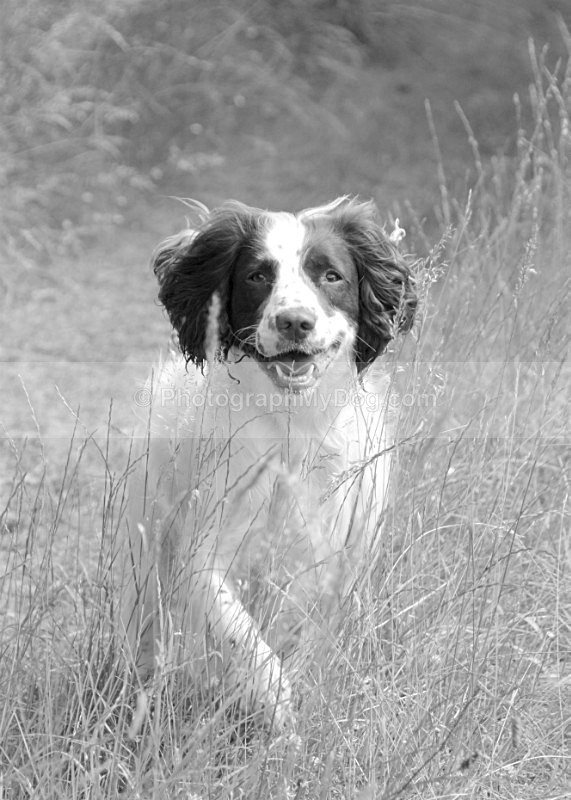  - English Springer Spaniels
