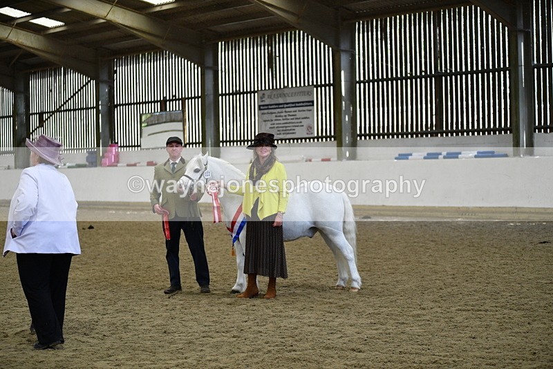 WJ5_5771 - Morning in hand Championship