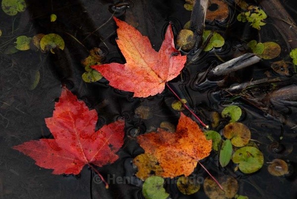  - Fall