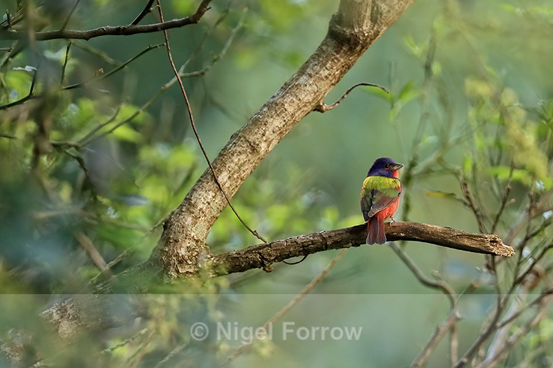 Painted Bunting perched, Finca Rosa Blanca, Costa Rica - Painted Bunting