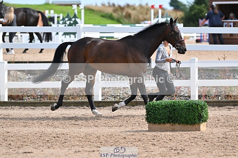 240717A-161457-03377 - Trot Up 4pm to 5pm