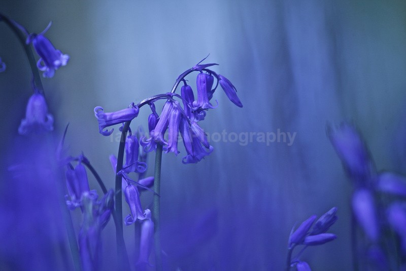  - Woodland scenes & flowers