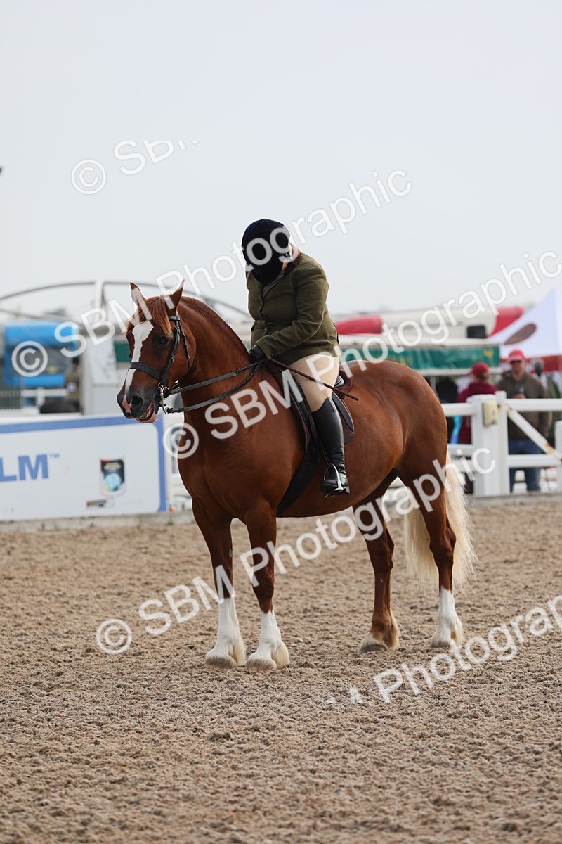 SBM_10072 - Class 302 Ridden M&M -Large Breeds