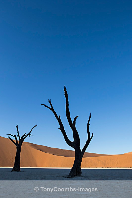 Deadvlei - Deadvlei and Sossusvlei