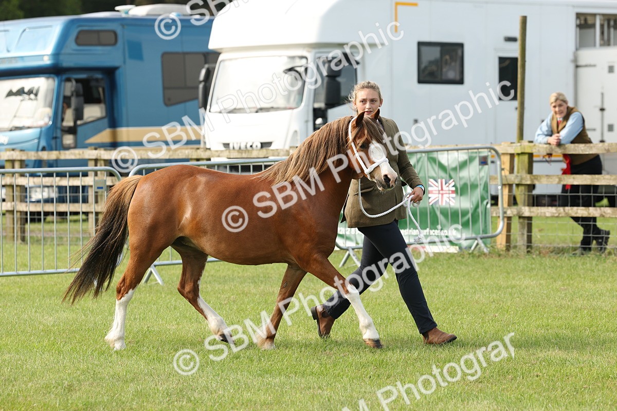 SBM_00540 - Class 6-13 - Mountatin and Moorland In Hand Welsh Breeds