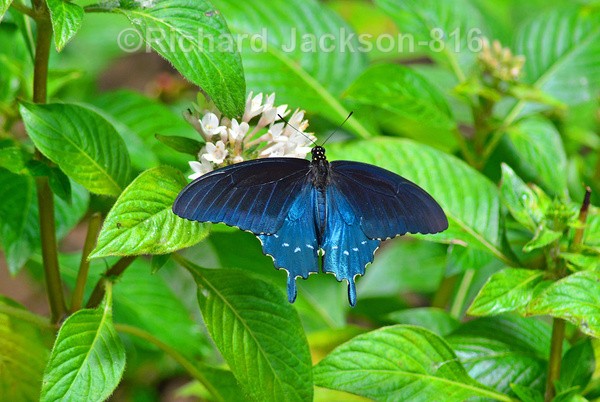 Pipevine Swallowtail - Butterfly Gallery