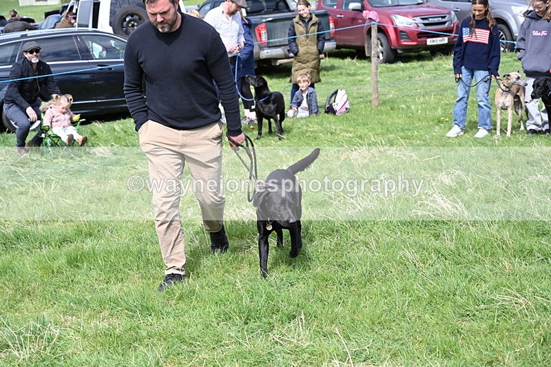 WJ6_9014 - Class 8 Best Working / Gun Dog or Bitch