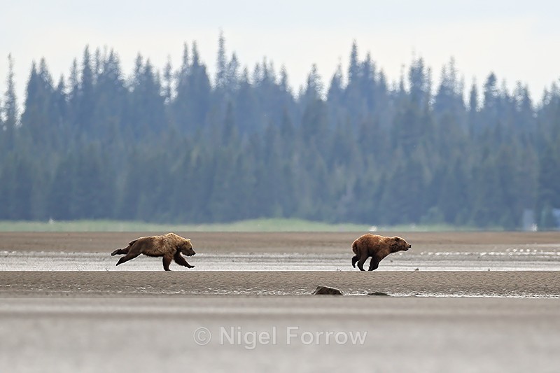 Brown Bear chase, Lake Clark NP, Alaska - Brown Bear