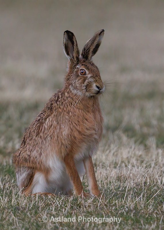Brown Hare - Latest Images