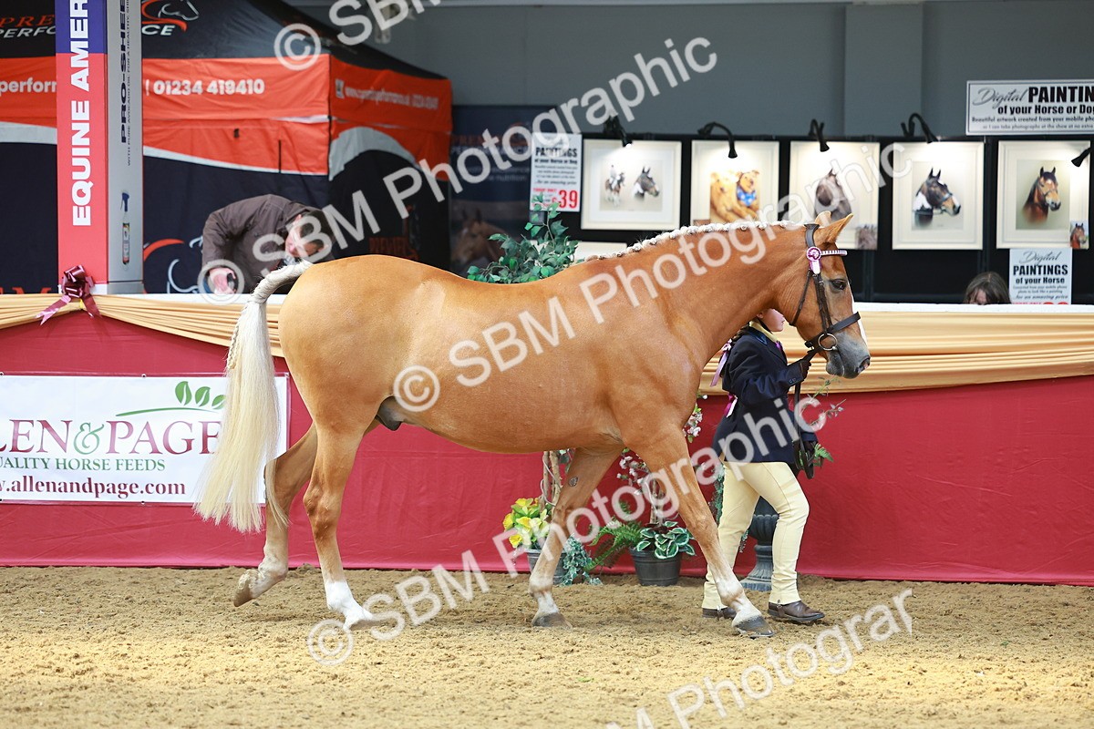 SBM_04177 - Class 9R - IH Pre-Vet