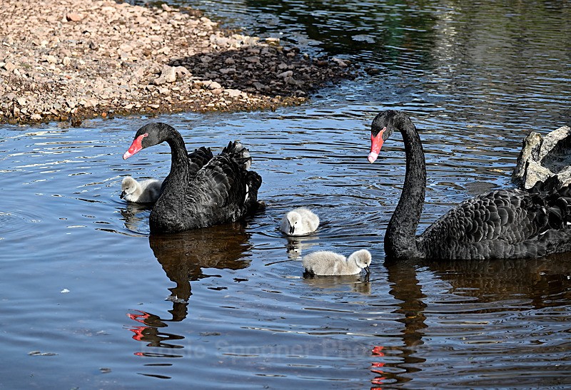 Black Swans Dawlish 5 - Dawlish and Black Swans