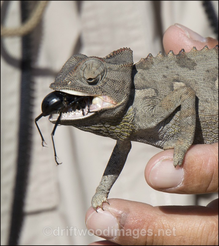 Namibia Walvis Bay desert camelian eating insect 5 border - Namibia, Southern Africa