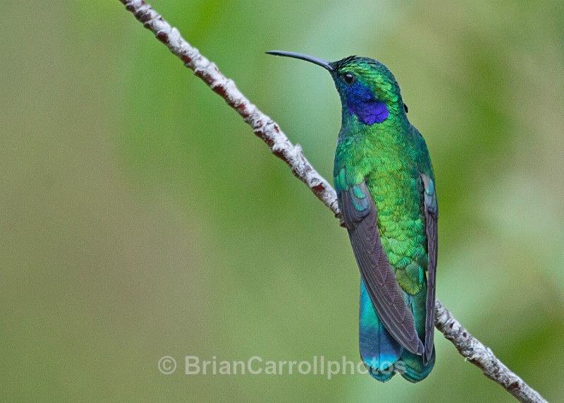 IMG_4320 Green Violetear Hummingbird, Costa Rica - Costa Rican Wildlife