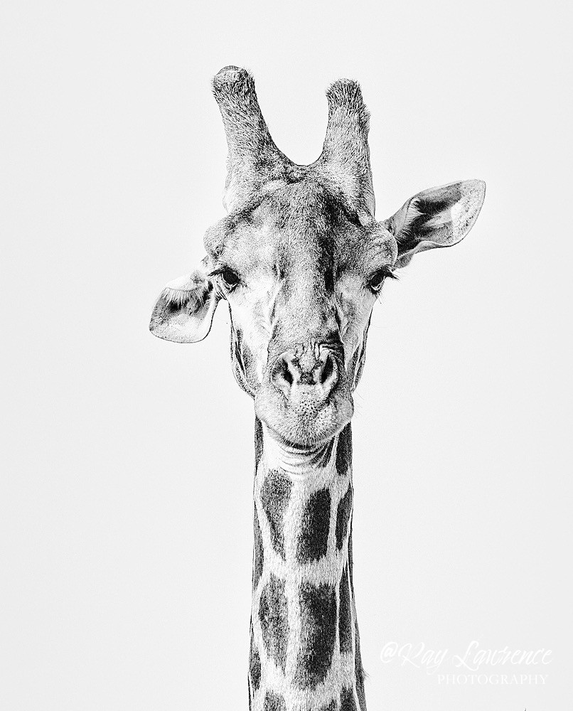 Simbavati Game Reserve_07-9-17-RLP0177 - Wildlife - Other