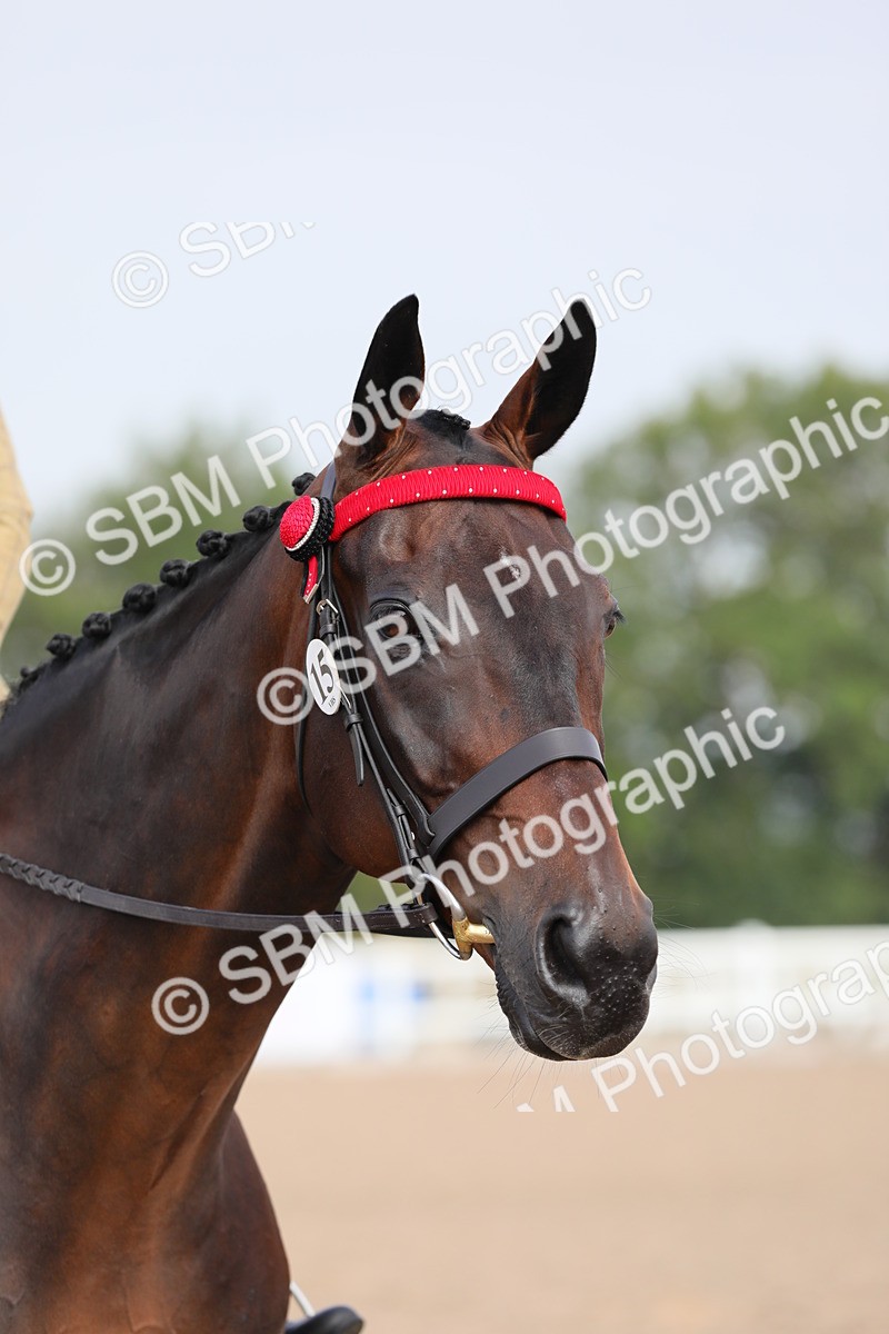 SBM_10731 - Class 303 Ridden Pure Bred Horse/Pony (excl M&M)