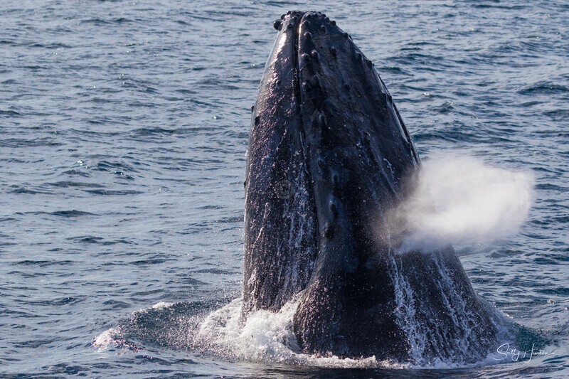 0A3A7487. Head Lunge 1 - 2023 Whale Photos
