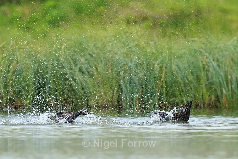 Long-tailed Duck (male) diving to avoid attack, Iceland - Long-tailed Duck