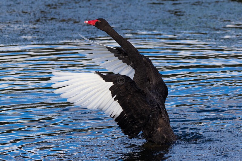 Black Swan Performing 5. 0A3A1400 - Black Swans and cygnets