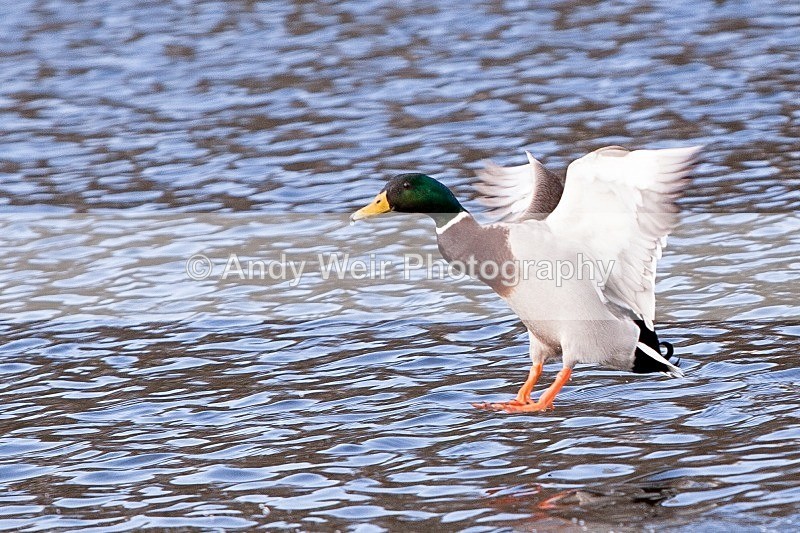 20120303-_MG_9044 - Mallard