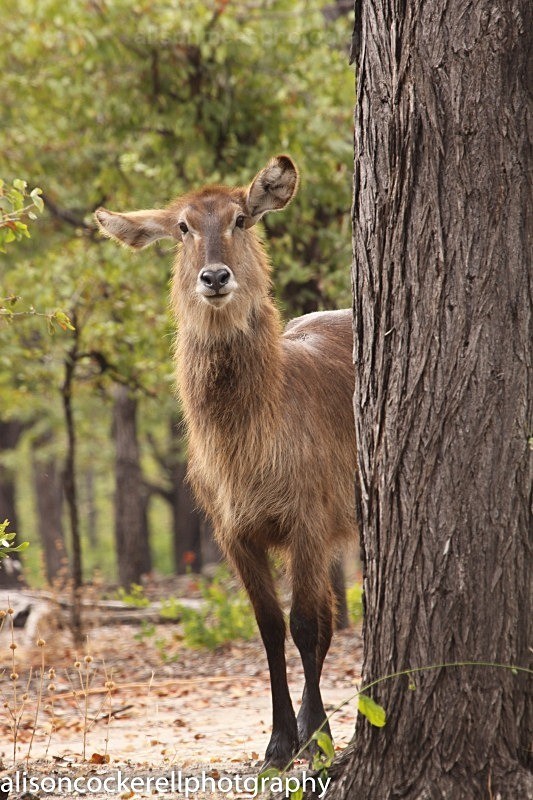  - African Safaris