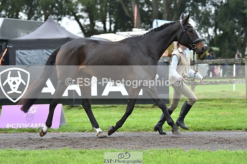 231018-124238-00468 - 047-FIREBALL.III-Oda.Christine.Lippestad-TrotUp