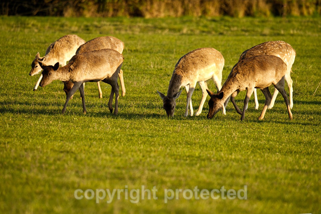 Fallow Deer - Farmland - Suffolk - Mammals