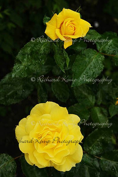King's Ransom 240811-9974 - Plants