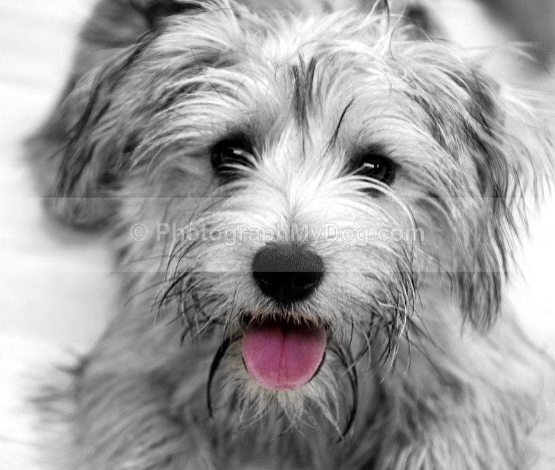  - Norfolk Terriers