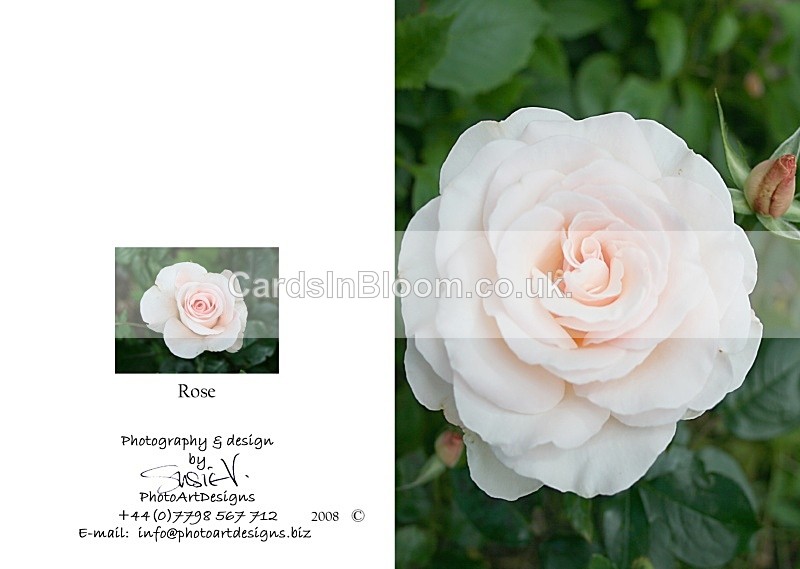 Summer 2.  Rose - Summer