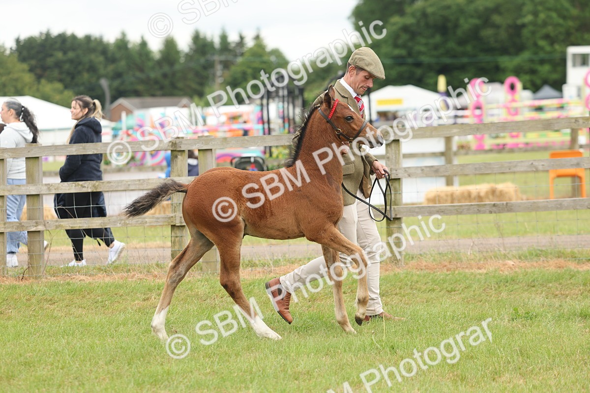 SBM_05540 - Class 68-73 - Riding Pony Breeding