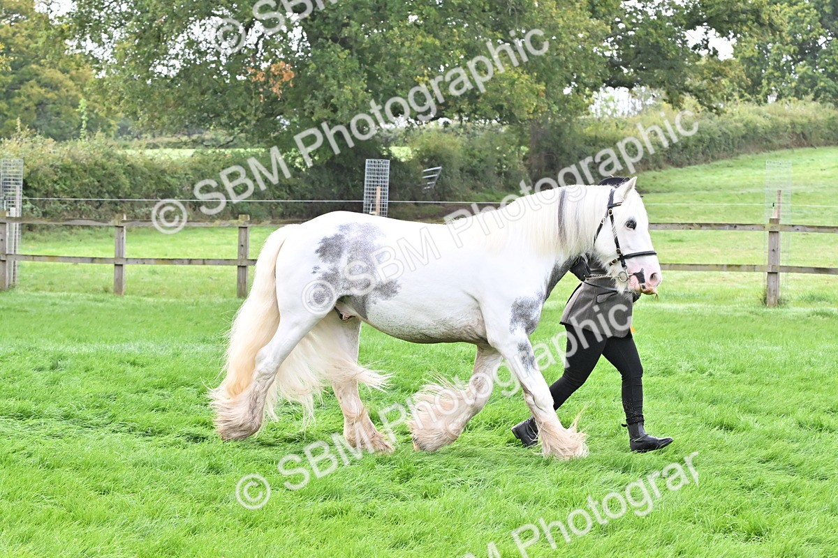 SBM_57018 - S45 - Coloured Pony In Hand