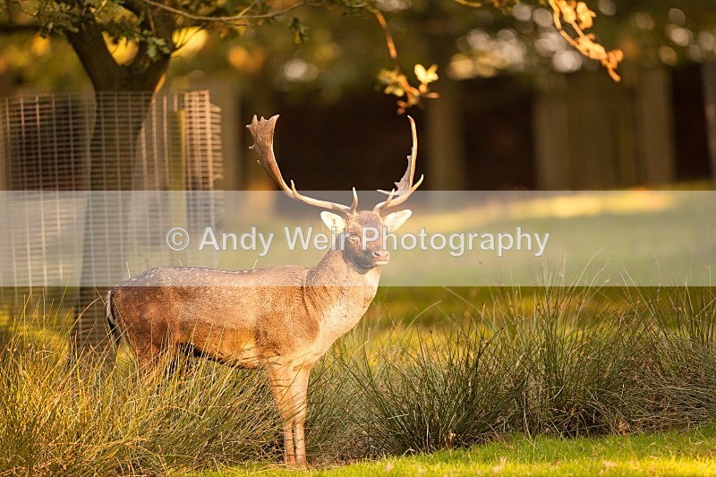 20111022-_MG_6729 - Fallow Deer