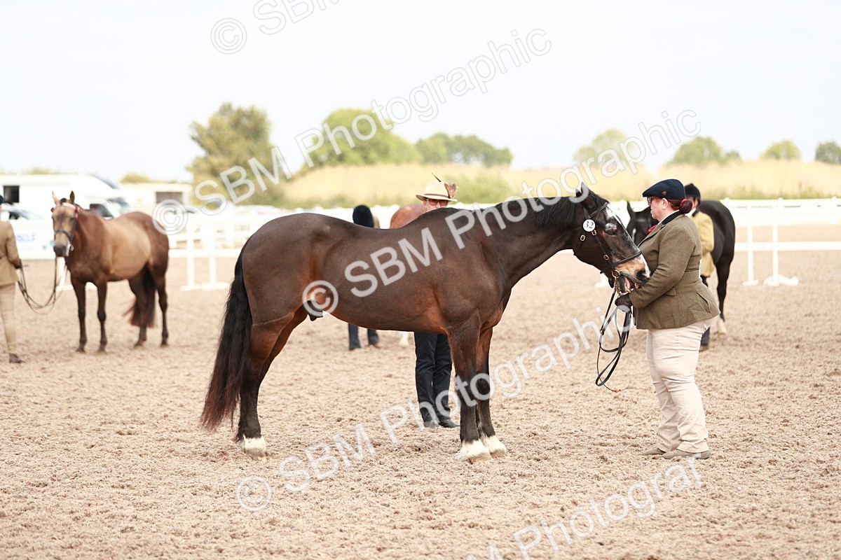 SBM_13277 - Class 208 IH Veteran Horse
