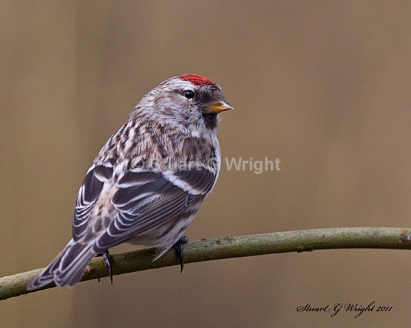 302 - All other Birds