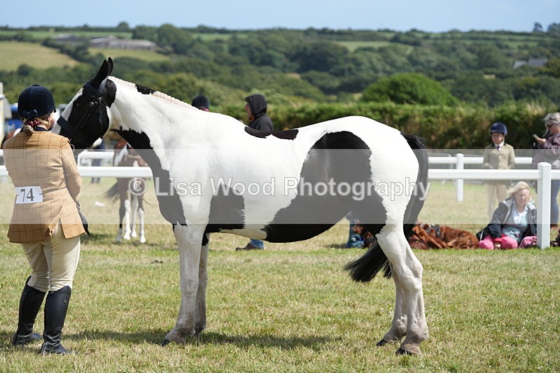 DSC07132 - Class 61: Coloured Horse 4yrs & Over