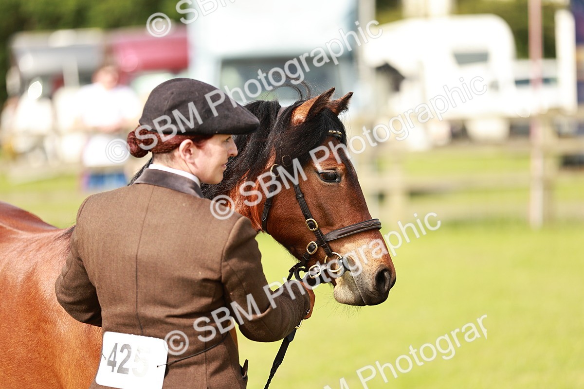 SBM_00466 - Class 14-23 - Mountain & Moorland In Hand Non Welsh