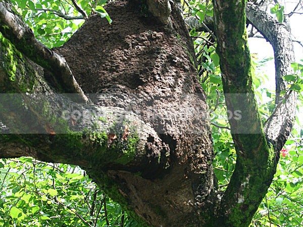 070115 Devils Island Ants Nest in Tree - ATLANTIC CROSSING 2006