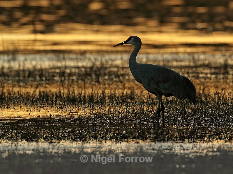 Sandhill Crane at South Pond, Bosque del Apache, New Mexico - Sandhill Crane