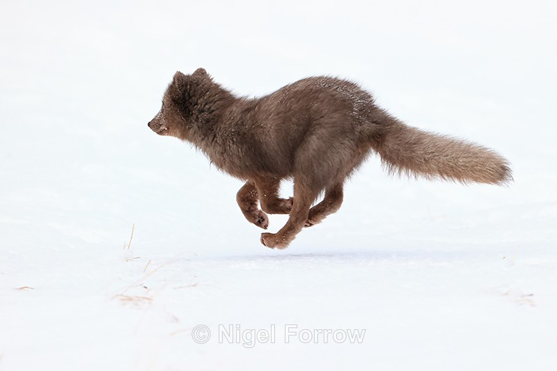 Arctic Fox running fast, Hornstrandir, Iceland - Arctic Fox