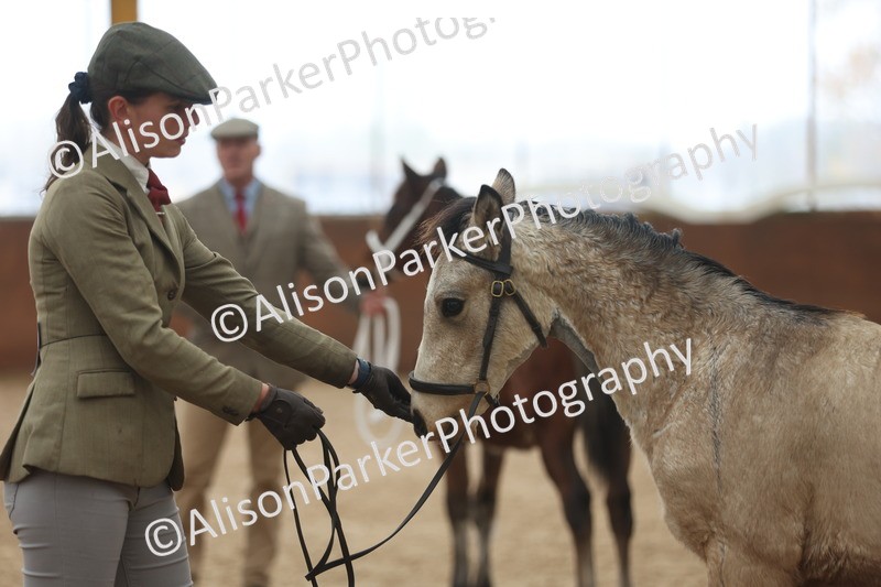 20251109-0796 - Class 24 - Foals